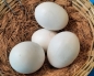 Sittich-Eier gro  10 Stck