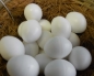 Sittich-Eier klein   10 Stck