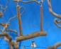 Trapez Naturschaukel mit Glocke   12 x 15 cm