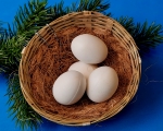 Sittich-Eier groÃŸ  10 Stck