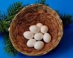 Sittich-Eier klein   10 Stck
